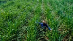 Farmer walking through field of energy cane plants which are as tall as he is. Energy cane is a variety of sugar cane.