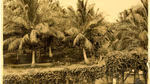 A palm plantation