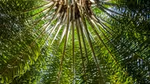 Looking up through the bright green fronds of a palm tree, with sunlight filtering through the dense foliage.