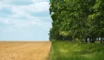 Field of crops bordering grassland lined with trees.