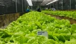 Today 90% of the garden’s harvest is used in the factory’s cafeteria which has a positive impact on staff eating habits.