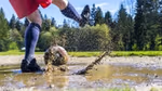 Someone kicking a football in a muddy puddle.