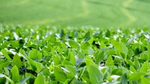 Close-up view of a vibrant green field of crops, with healthy, leafy plants stretching out into the blurred background.