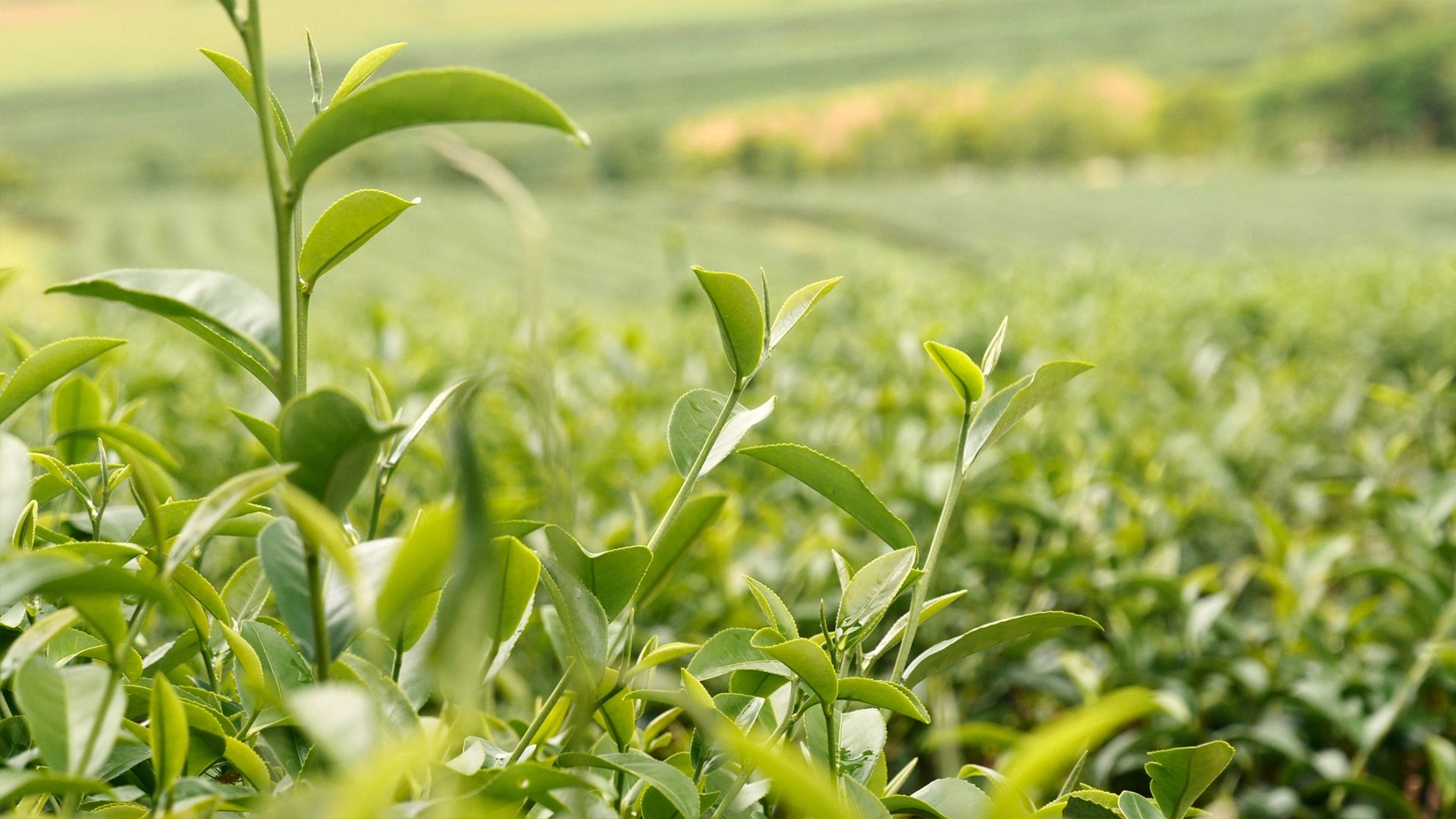Close-up of a vibrant green tea plantation with neatly aligned rows of tea plants stretching into the distance. The foreground highlights fresh green leaves, while the background fades into a hilly landscape.
