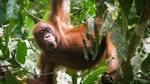 An orangutan hangs among leaves and vines.