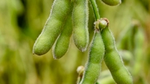 A close-up photograph of soybeans growing.