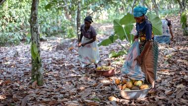 Women harvesting cocoa pods in a shaded forested area. One woman is placing cocoa pods into a metal bowl, while others collect pods scattered on the forest floor.