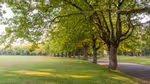 A park with large leafy trees around the edge.