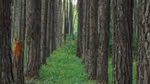 A close-up photograph of tall tree trunks towering either side and lush green vegetation on the ground in the middle.