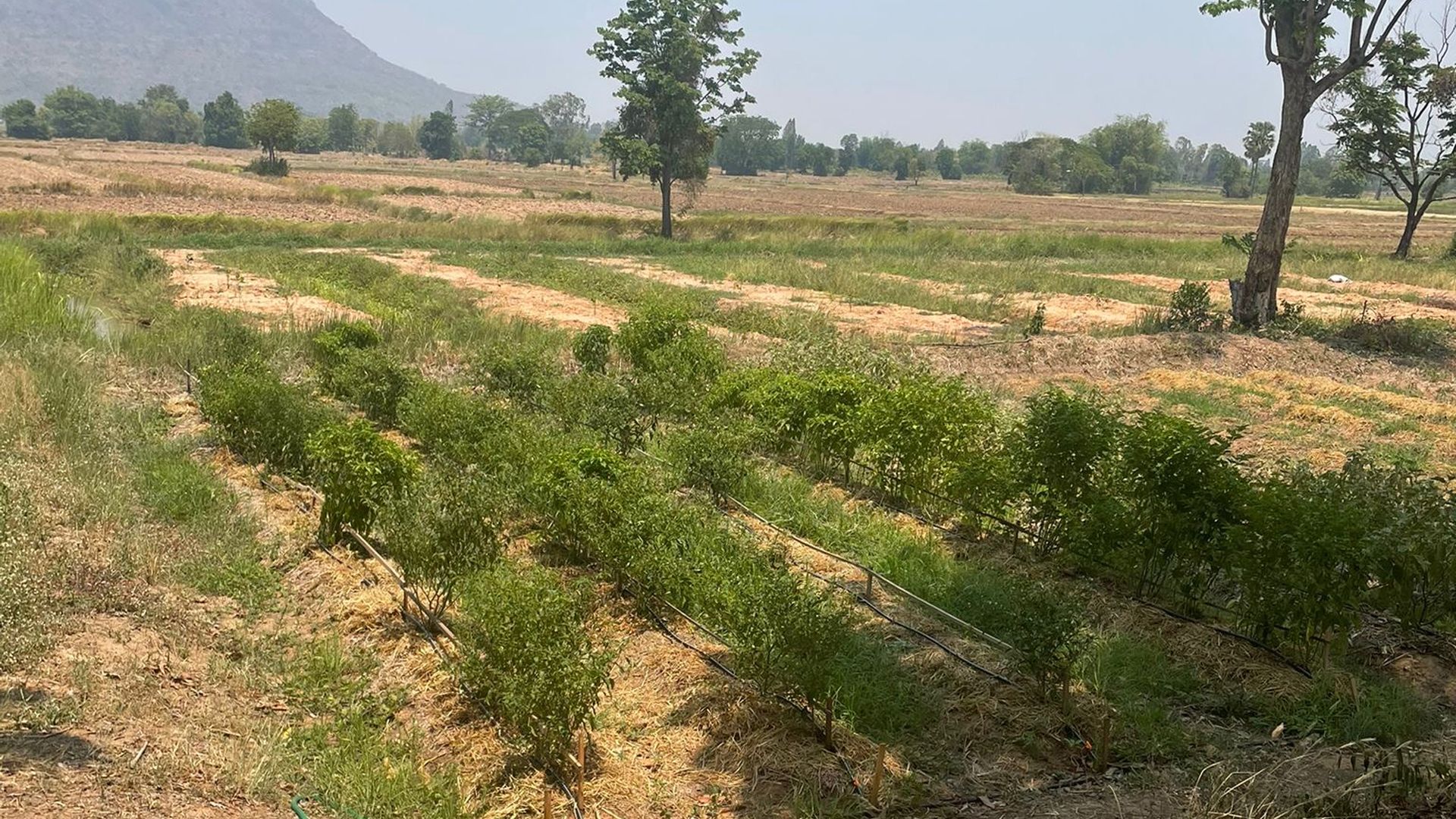 A cultivated field with rows of black soybean plants set against a backdrop of a mountain, scattered trees, and an open sky.