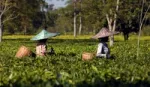 Two women tea pickets in field. 