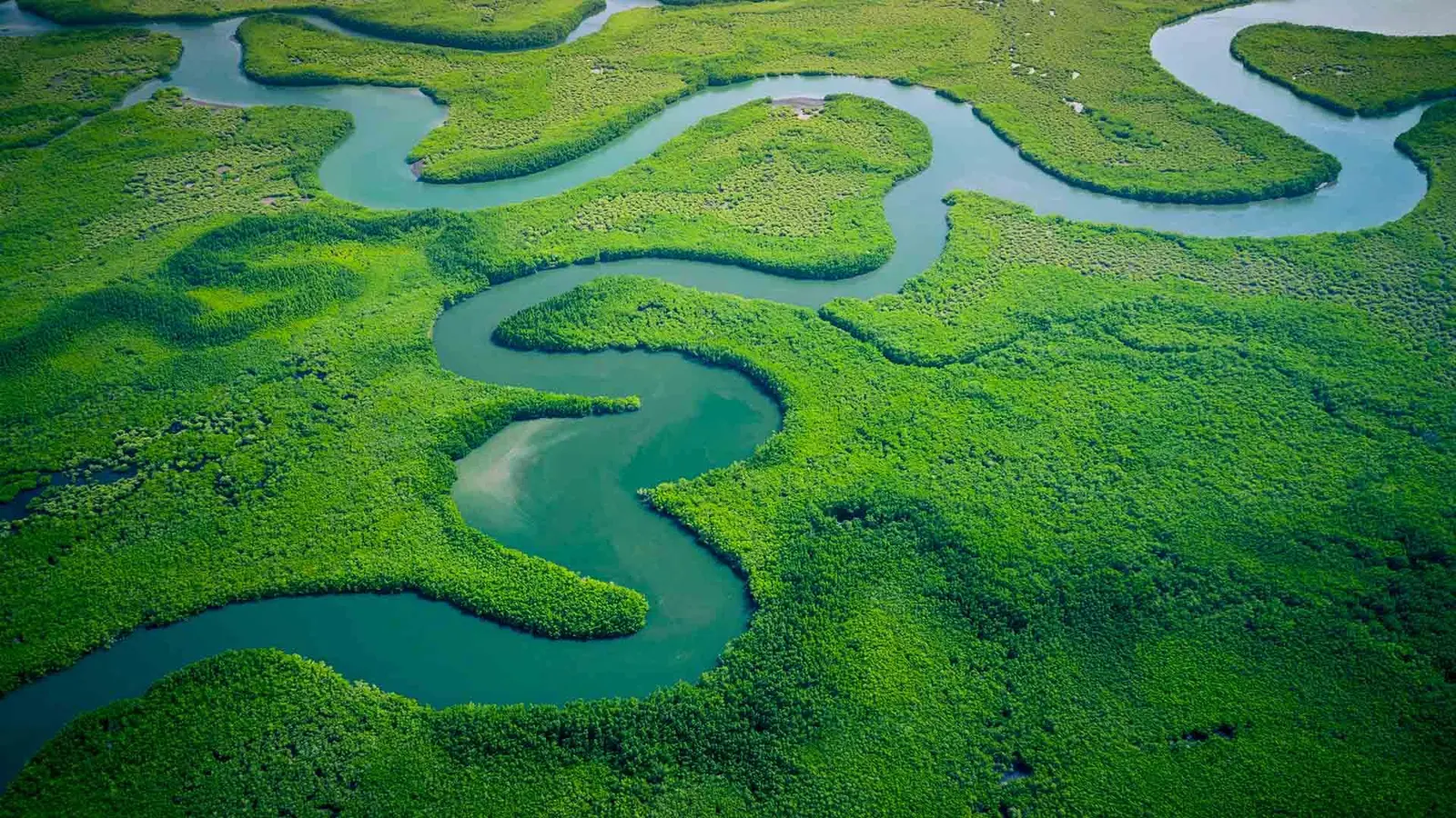 An aerial view of a green forest landscape with winding rivers.