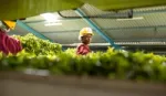 Woman processing tea.