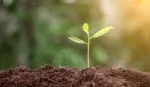 A green shoot growing from a bed of soil