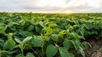A close-up of soybean crop under a cloudy sky with a bright sunset on the horizon.