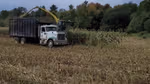 Image of feed crops being harvested