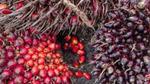 A close-up photograph of palm fruit on the ground.