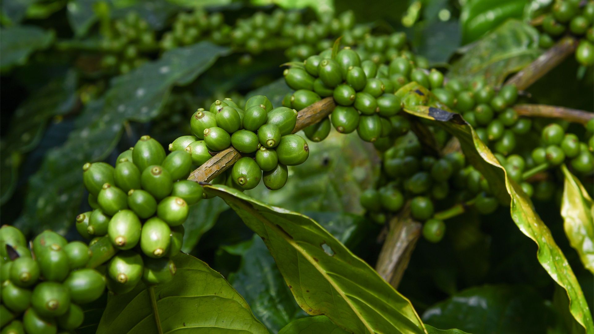Close-up of a coffee plant with clusters of unripe green coffee cherries growing along its branches, surrounded by large, textured green leaves.