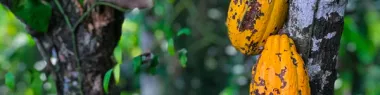 A close up of orange cocoa pods, hanging from a tree