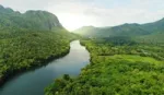 Aerial view of river running through forest. 