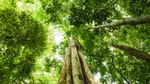 Green trees tower upwards in a tropical rainforest, Malaysia