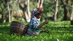 Woman harvesting tea leaves in a lush green field.
