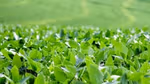 Field of rice growing
