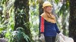A palm oil farmer