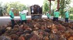Seven men in green shirts are moving harvested palm fruit that is on the ground. Two more men are on the back of a truck moving more palm fruit. There are palm trees and greenery in the background.