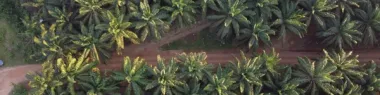 Aerial view of a palm oil plantation