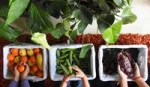 Three baskets in a row containing orange tangerines, green okra and brown cocoa beans