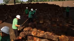 A photograph of male workers in green t-shirts and white helmets sorting through piles of freshly harvested palm fruit on the ground.