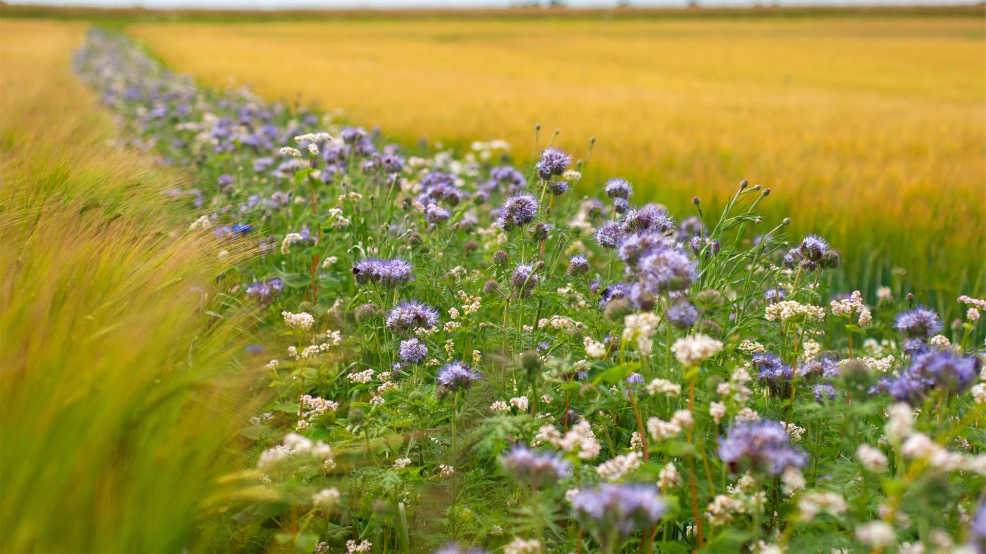 A strip of blooming purple and white wildflowers growing between two golden wheat fields, creating a vivid contrast. The landscape stretches to the horizon beneath a cloudy sky.