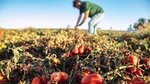 A field of vine-grown tomatoes. A man wearing a green t-shirt and light blue jeans is harvesting the tomatoes.