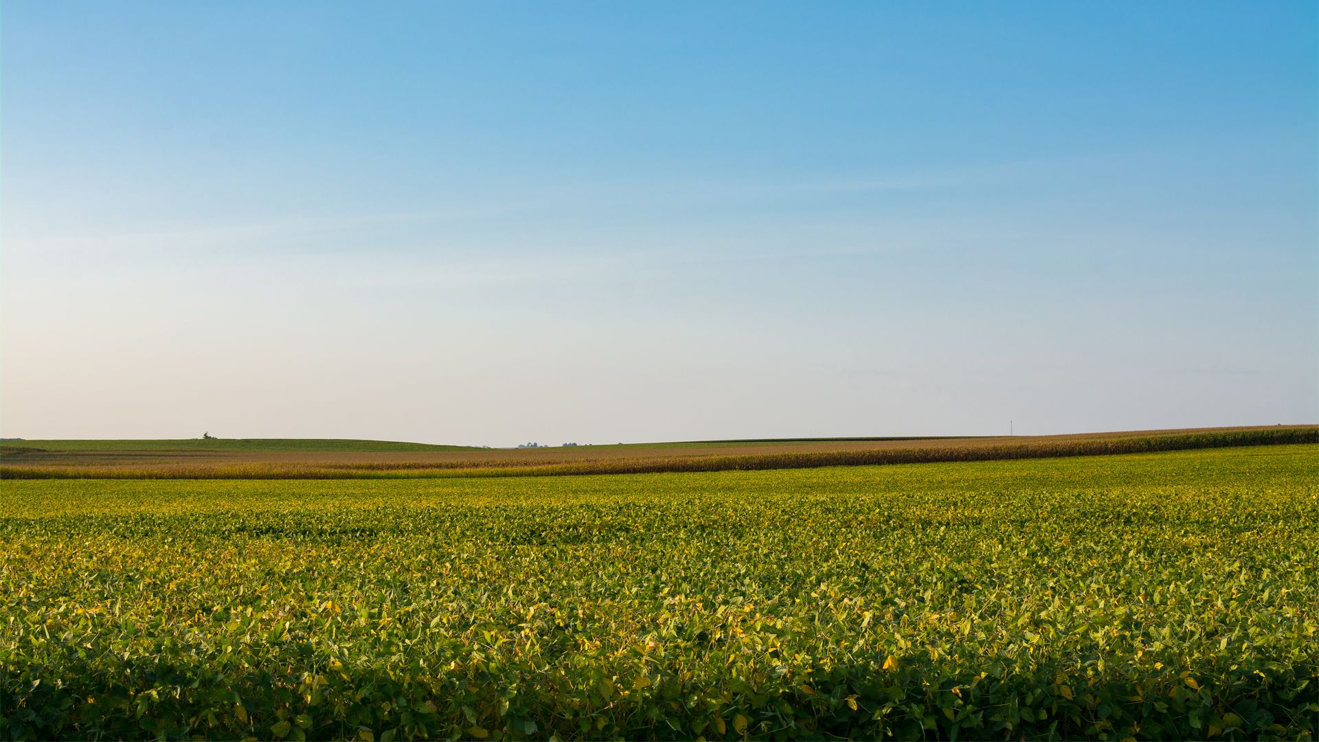 A wide, green agricultural field filled with soybeans under a clear blue sky, with a flat horizon.