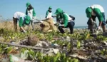 People picking up waste from a beach