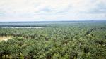 Palm oil plantation