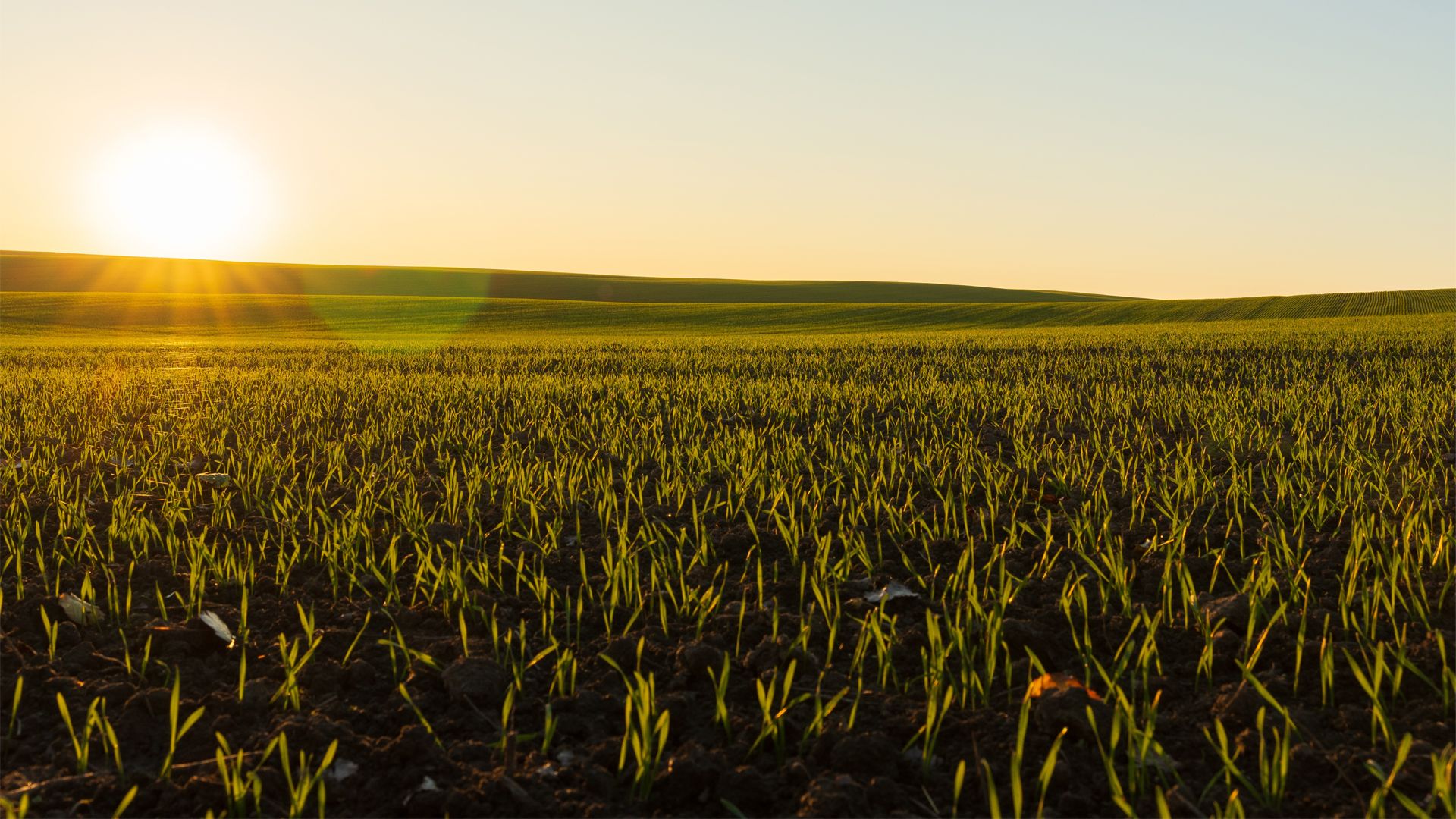 A wide field of young green wheat crops under a clear sky, with the sun low on the horizon casting a golden glow over gently rolling hills in the distance.